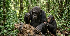 A grande pista de uma habilidade muito humana pode estar nas fêmeas chimpanzés
