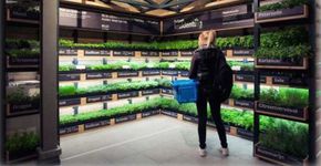 Supermercados agora têm estufa nas lojas: verduras fresquinhas