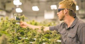 Derivado da maconha, canabidiol é liberado pela Anvisa para uso controlado