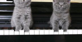 Cientistas criam músicas exclusivas para gatos