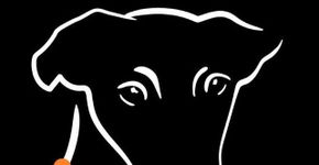 Projeto resgata cachorros doentes das ruas de São José dos Campos