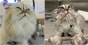 Galeria: cães e gatos antes e depois de tomar banho