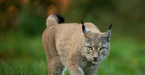 Lince: conheça esse felino com comportamentos surpreendentes 