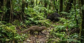 Japão soltou 30 mangustos para combater cobras, mas animais se multiplicaram e ameaçaram espécies raras da ilha