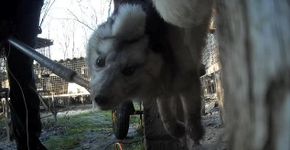 Raposa tenta fugir antes de ser eletrocutada em fazenda de pele
