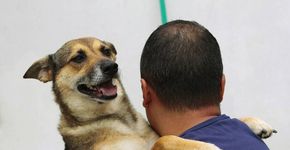 Saiba se você está preparado para adotar um animal