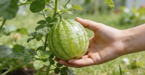 A melancia minúscula que parece um pepino e é o petisco perfeito