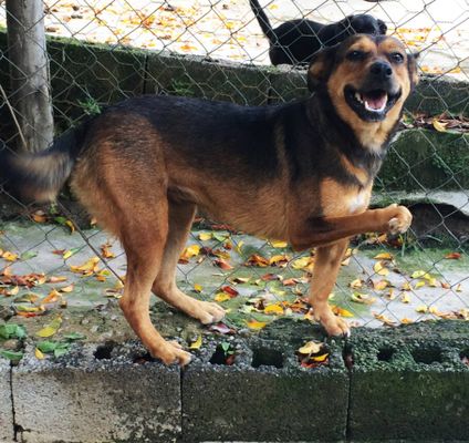 Feira de adoção contará com cerca de 20 cãezinhos à procura de um lar e a presença do artista Pedro Mariano 