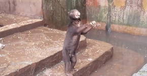 Vídeo mostra ursos subnutridos em zoológico na Indonésia