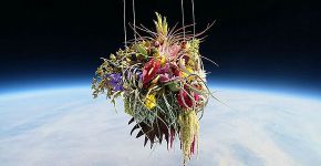 Artista usa balão para enviar bonsai e flores ao espaço