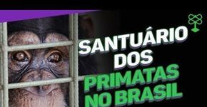 A primeira chimpanzé que recebeu habeas corpus no mundo #CatracaLivreCidadania