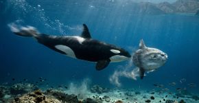 Orcas despedaçam peixes-lua mortos com golpes sincronizados, e filhotes aproveitam os pedaços no Golfo da Califórnia