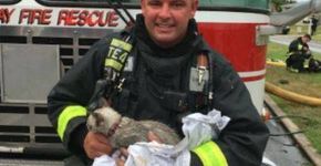 Gato resgatado em incêndio é ressuscitado por bombeiros