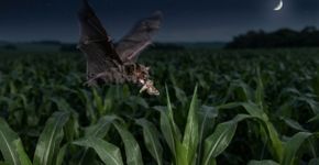Como os morcegos freiam o avanço da lagarta-do-cartucho nas lavouras de milho do Brasil