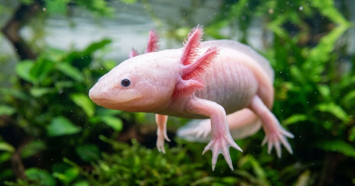 O axolote que regenera cérebro e coração — o milagre anfíbio 🦎