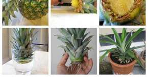 Aprenda a cultivar abacaxis em casa com esta técnica super fácil