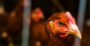 Foto: (mariis/istock)