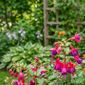 Da redação: O que significa o aparecimento de beija-flores na sua varanda ou jardim e por que eles vêm?