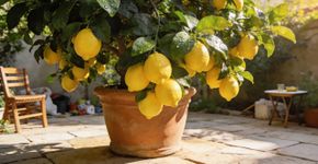 Tenha tempero fresco e um perfume de limpeza no seu jardim o tempo todo com essa árvore que produz o ano inteiro