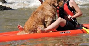 Socorro (SP) tem stand up paddle e rafting para cachorros