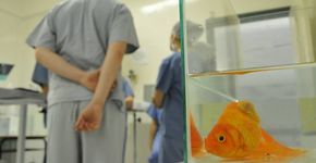 Peixe dourado passa por cirurgia para remover tumor do abdome
