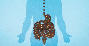 Você sabia que o intestino é considerado o seu segundo cérebro?