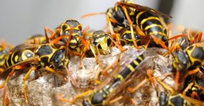 Foto: (Istock/apsimo1)
