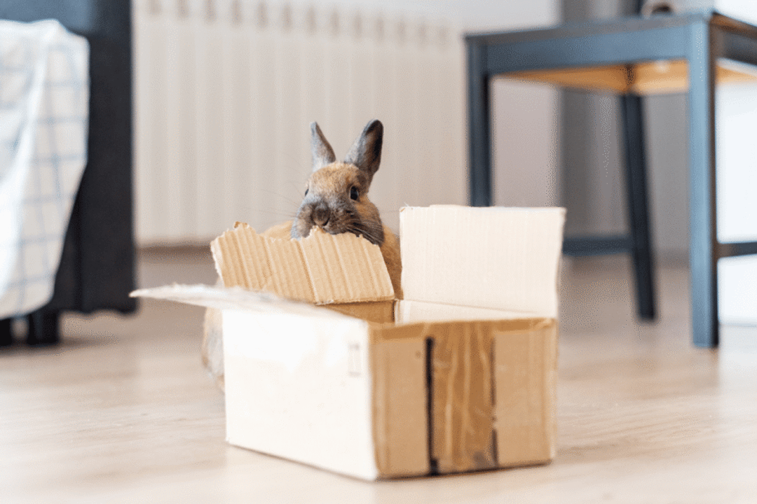 Caixas de papelão, túneis, plataformas, esconderijos e outros estímulos ajudam os coelhos a expressarem comportamentos naturais (Imagem: Alicia Fdez | Shutterstock)