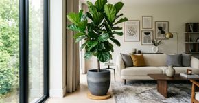 Plantas gigantes de interior estão de volta: quais são as tendências de decoração para 2026?