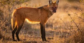 O “Pokémon mineiro” animal brasileiro que tem pernas de modelo e late como um trovão e ainda tem uma pelagem linda de fogo