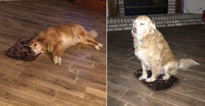 Cão ganha cama pequena demais, mas tenta não decepcionar a dona