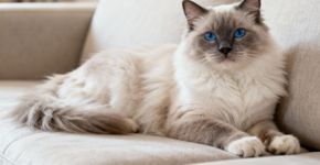 Essa raça de gato conquista as mulheres por transformar carinho em companhia