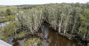 Os Estados Unidos plantaram melaleucas australianas para drenar os pântanos da Flórida, mas as árvores chegaram a invadir quase 500 mil acres e alteraram o fogo, a água e a vida nativa