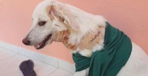 Foto: (divulgação)
