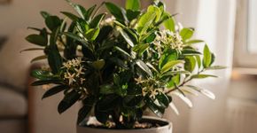 A planta que você deve cultivar em casa que tem um cheiro melhor do que perfume