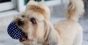 Descubra qual é o cachorro ideal para ter na sua casa