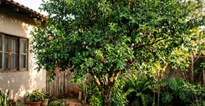 A pitangueira está crescendo bem, mas a produção de frutos decepciona: este fator pode influenciar