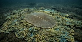 Cientistas encontram fósseis de criaturas que viveram há 567 milhões de anos em montanhas remotas do Canadá, e algumas já se moviam pelo fundo do mar mesmo sem terem boca