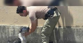 Policial dá banho em cachorro que desmaiou de calor na rua