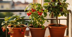 As plantas mais indicadas para iniciantes que rendem frutos doces e crescem até em vasos