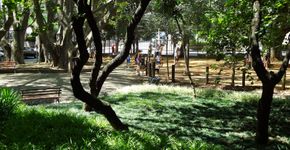 Site reúne informações e notícias sobre áreas verdes de SP