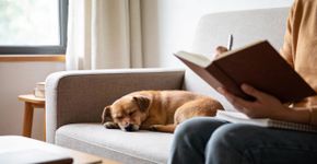 Essas são as 5 raças de cães perfeitas para quem quer tranquilidade em casa
