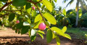 A árvore ideal para o seu jardim: Produz frutos muito doces e floresce várias vezes por ano