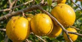 A fruta que tem cor de pôr do sol e sabor de mel