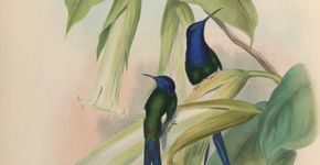 Obras de arte sobre aves brasileiras, disponíveis para download gratuito