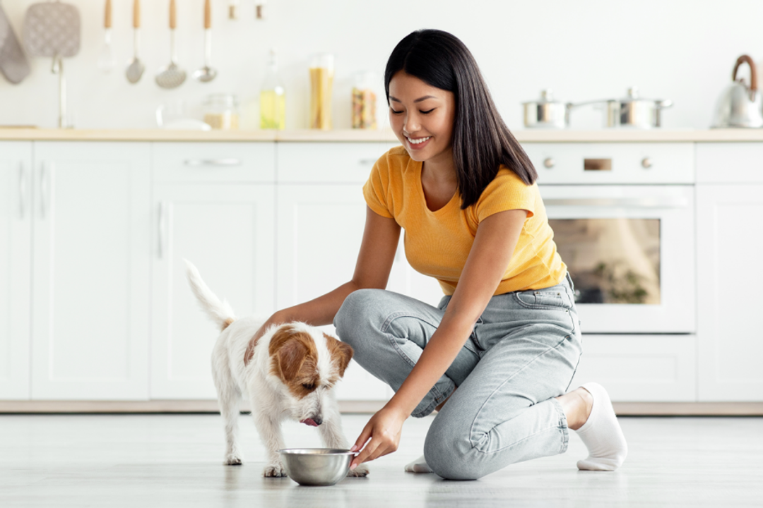 Diagnóstico precoce e alimentação adequada podem contribuir para a qualidade de vida e o bem-estar do cão (Imagem: Prostock-studio | Shutterstock)