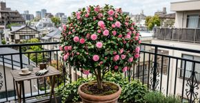 A árvore que melhor se adapta a um vaso: a opção elegante para pequenos terraços