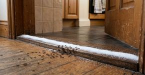 Como usar sal de cozinha para eliminar formigas sem inseticidas e de forma rápida