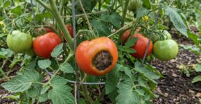Tomateiro cresce bem, mas os frutos aparecem com uma mancha escura e afundada na ponta, e a irrigação irregular pode atrapalhar o transporte de cálcio