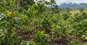Na Costa Rica, foram plantados 30 caminhões de polpa de café e, 2 anos depois, as árvores cobriam 80% do terreno